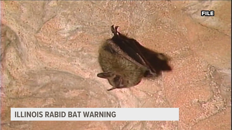 Bats carrying rabies causing alarm for Illinois Department of Public Health officials