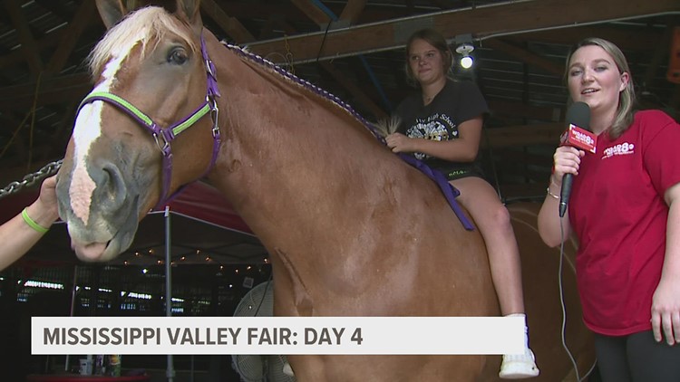News 8's Morgan Strackbein visits the Belgian horses at the Mississippi Valley Fair