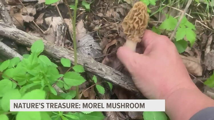 When is the best time to hunt for morel mushrooms?