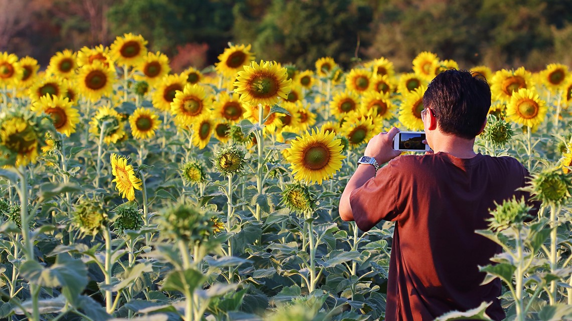 Where to get your sunflower fix around the Quad Cities