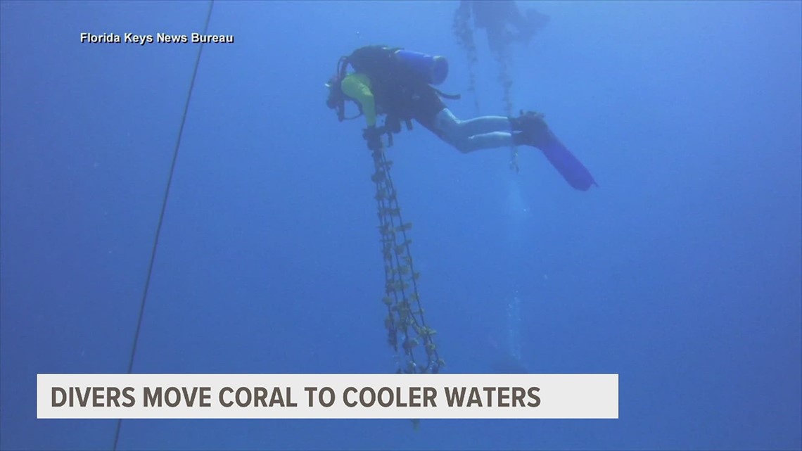 Divers in Florida Keys moving coral to cooler waters