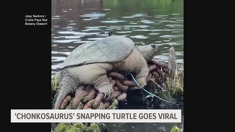 'Chonkosaurus' the snapping turtle spotted in Chicago