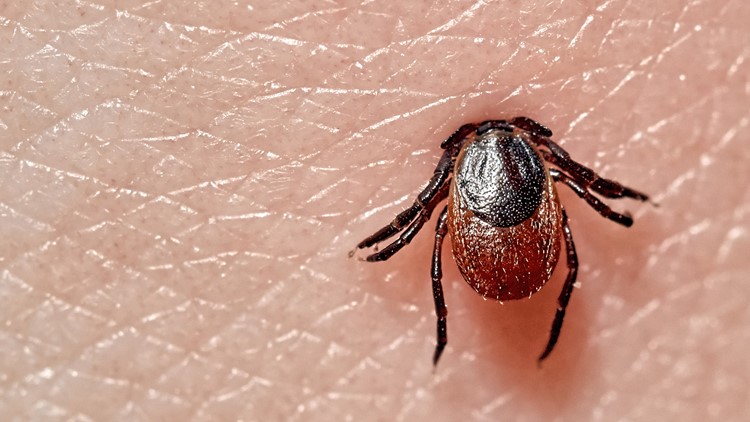 YOUR HEALTH | Rapid Lyme disease tests now available in doctors' offices