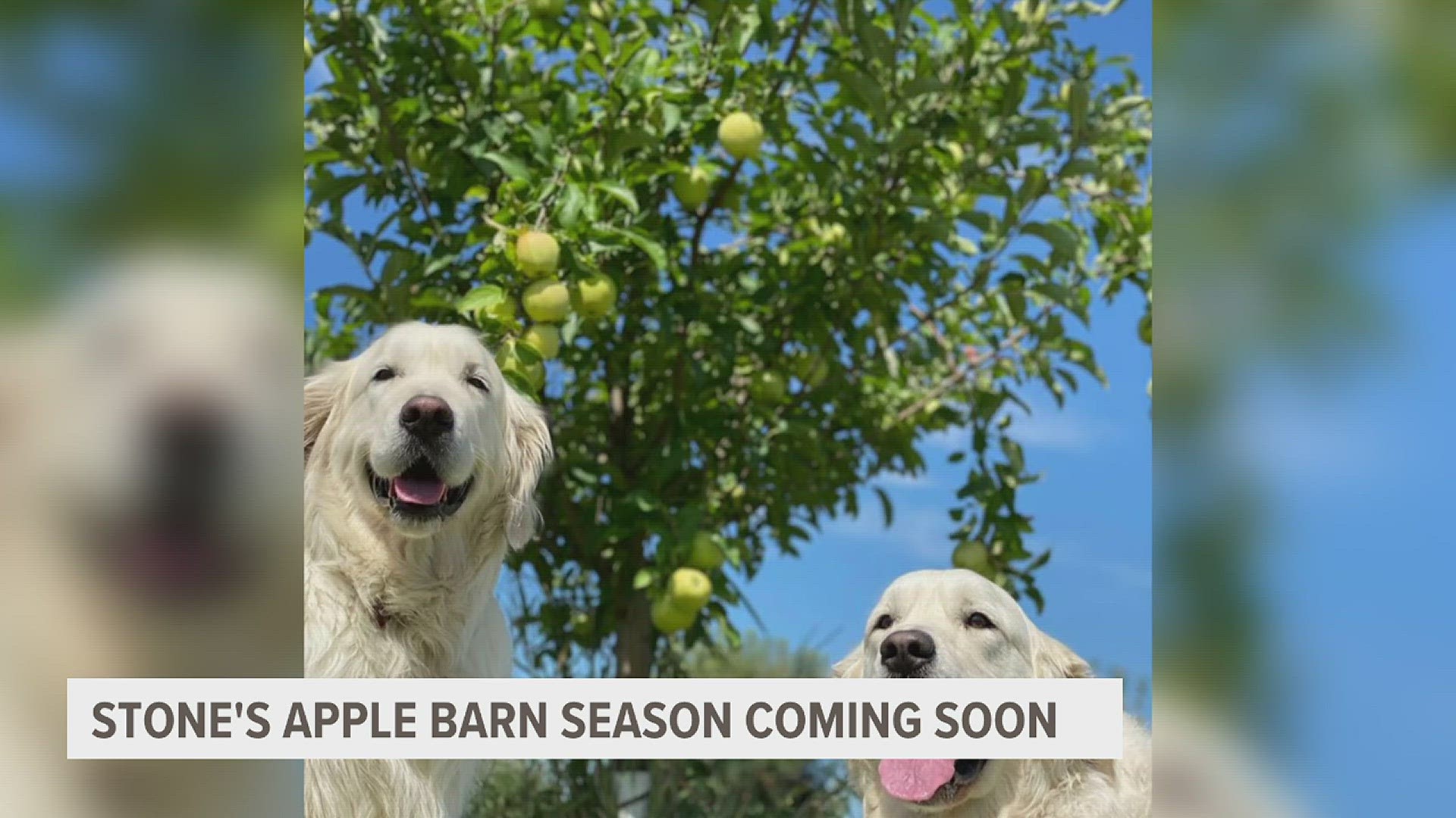 August 28 is the first day Stone's Apple Barn in East Moline will open to the public. They also announced that apple picking will start in September.